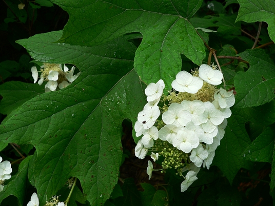 {Hydrangea quercifolia}